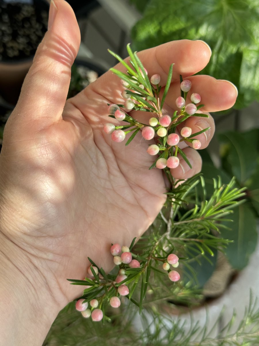 올해도 찾아온 왁스플라워 알사탕!