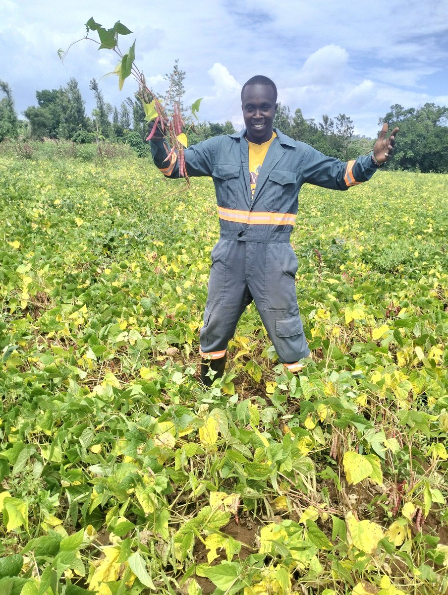 kenkamuiru's tweet photo. As I always say , it's the atomic habits that matters alot.
I planted this beans so that I take advantage of the rains .Beans are the simplest crops to manage and get a good return.
The farmer is happy!!
#beanfarming
#Mamasafi
#sustainableagriculture https://t.co/5xU3cfJCOh
