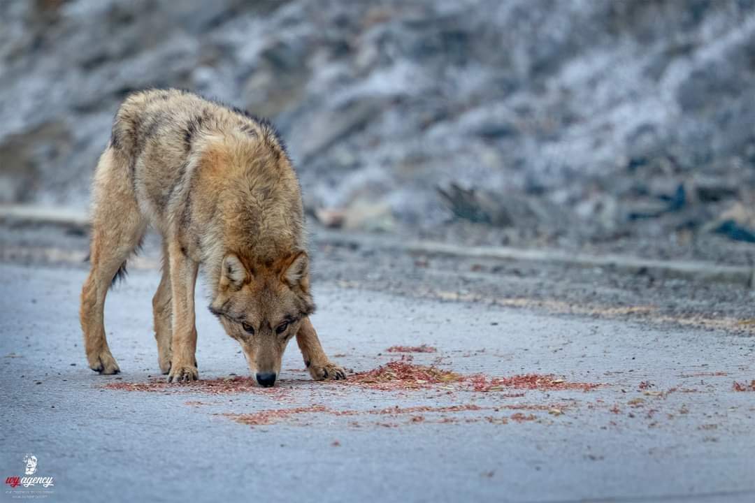 Himalayan wolf|●Khunjerab National Park|Wasif Yaqeen 📸