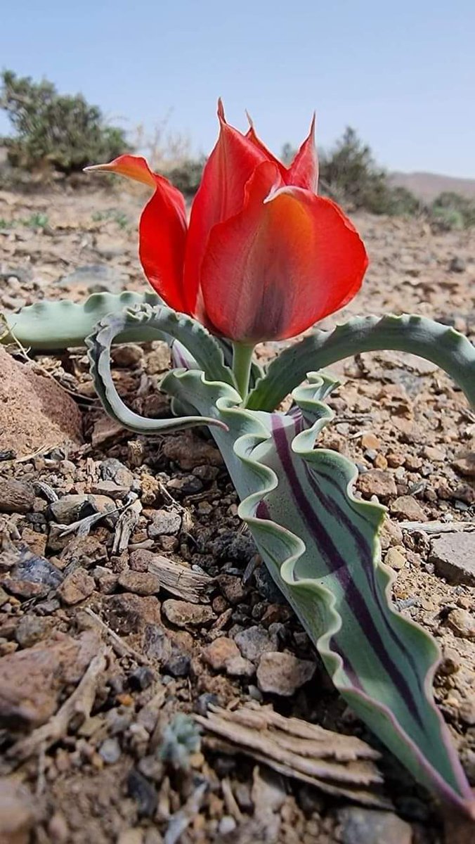 Irani Wild deserted flower! Flower in the wilderness. #desert #redflowers #floral #Iran
