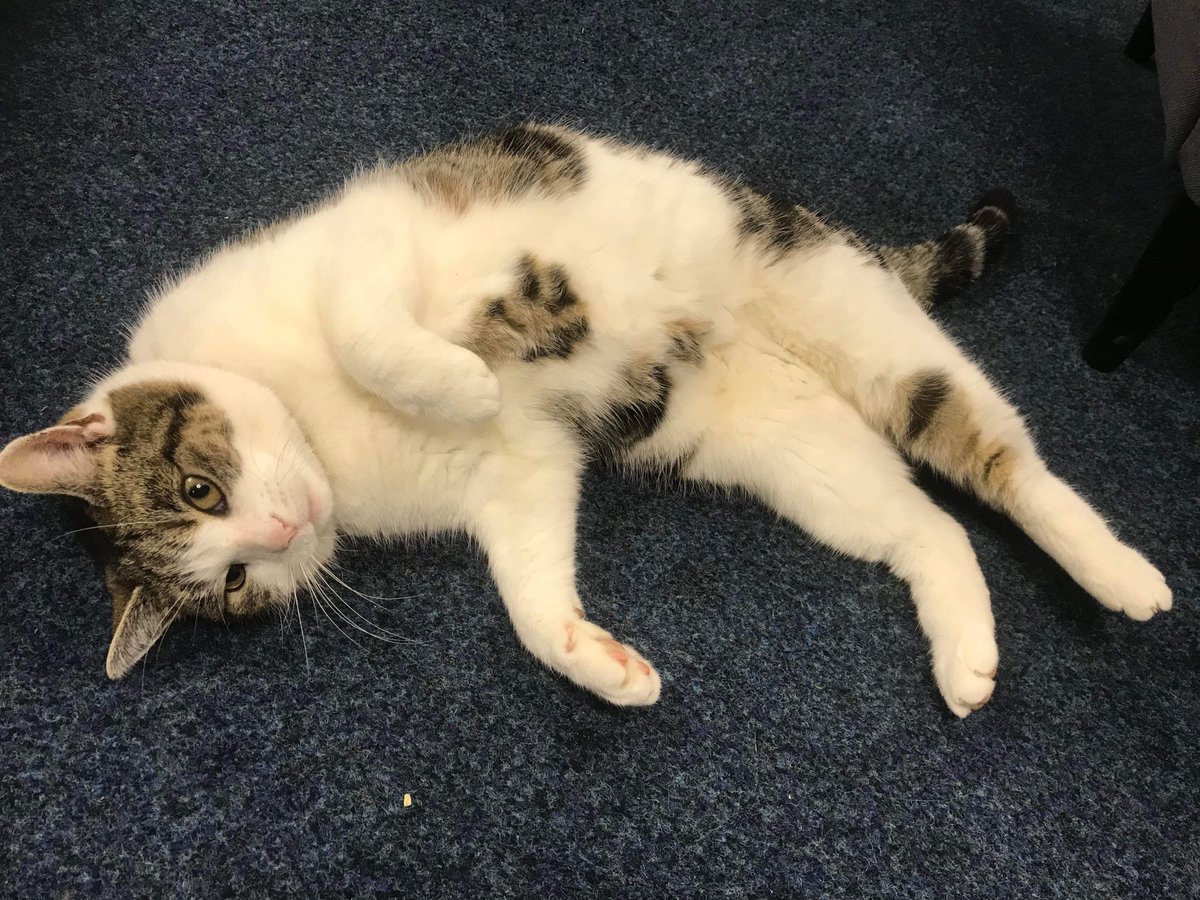 Someone is using Henry the red carpet monster to vacuum the Christmas sparkles off up the carpets.
I’m helping a lot by pouncing on everything and replacing the sparkles with Cilla floof.
#catsoftwitter #cats #Hedgewatch
