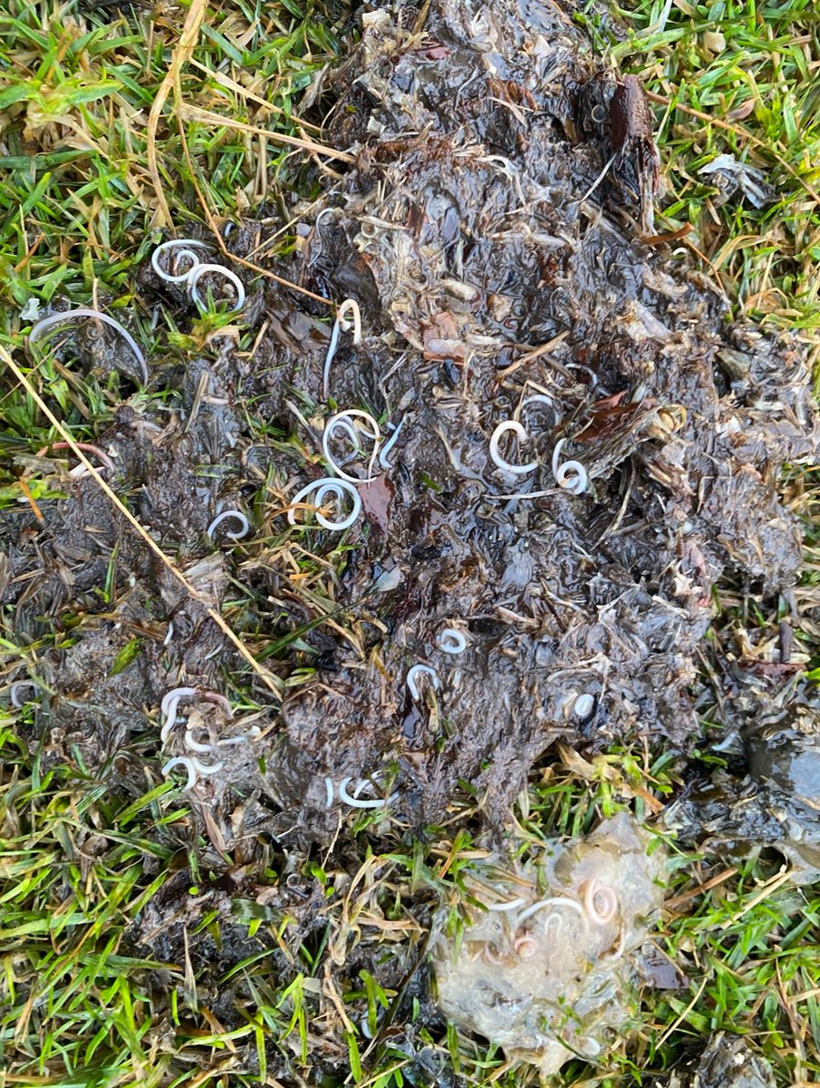 Brydon Thomason tweet media