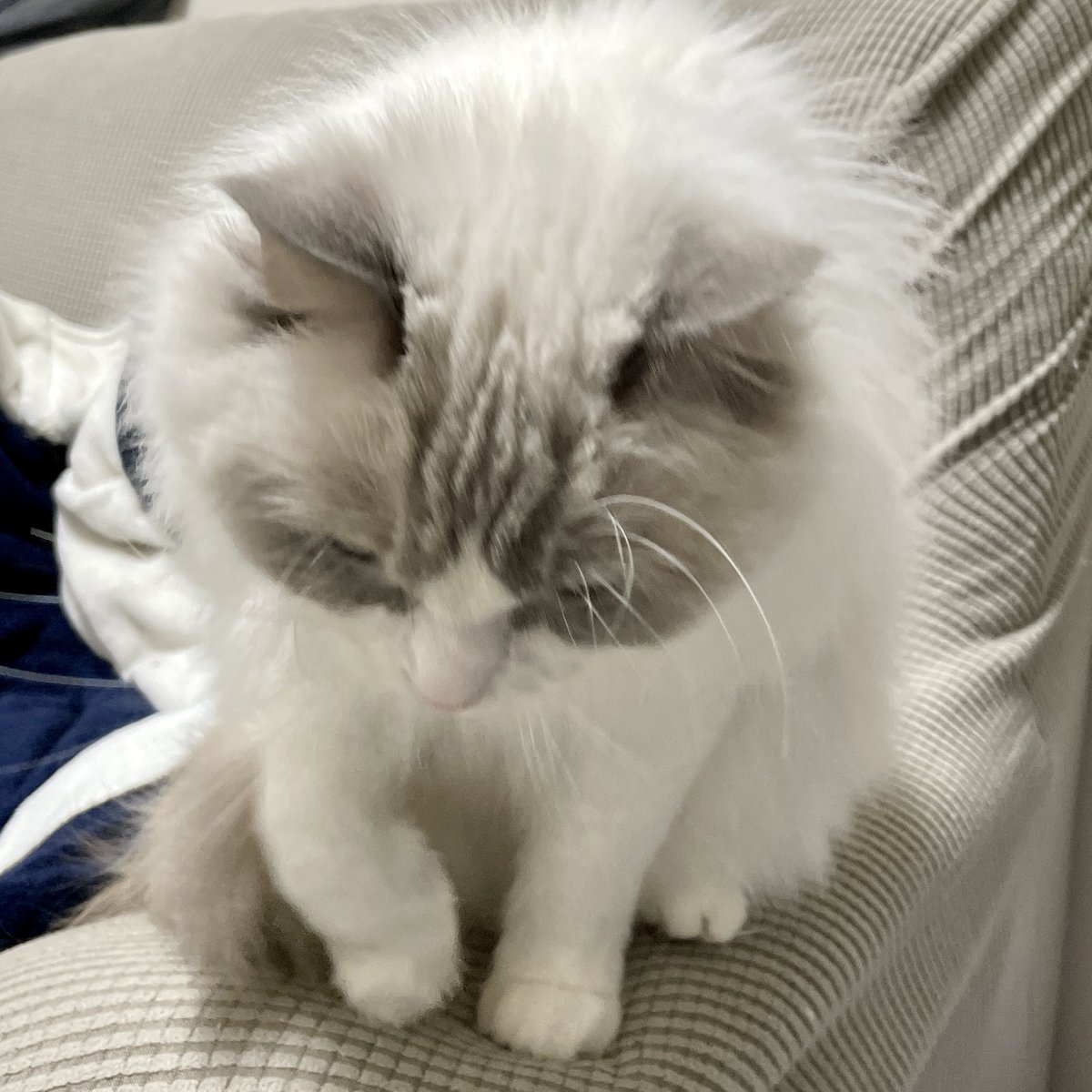 mint_kedama's tweet photo. かわいいあし https://t.co/incOION8yi