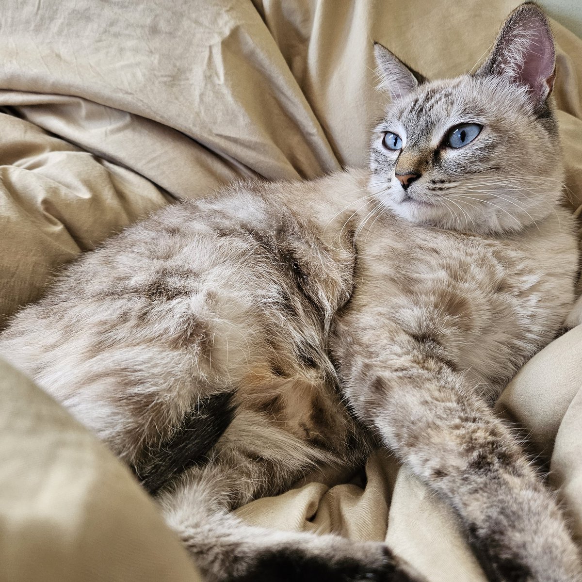 ねこ
みな
かわちい