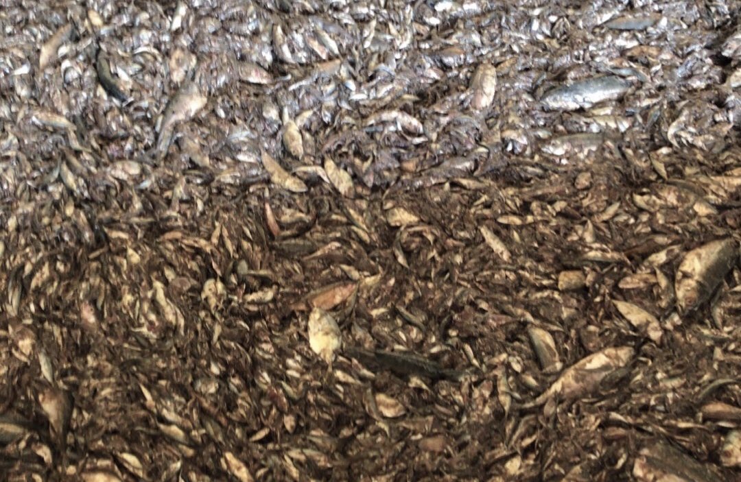 NKFISHMEAL's tweet photo. January 6, 2024 https://t.co/xHH68kvSQN