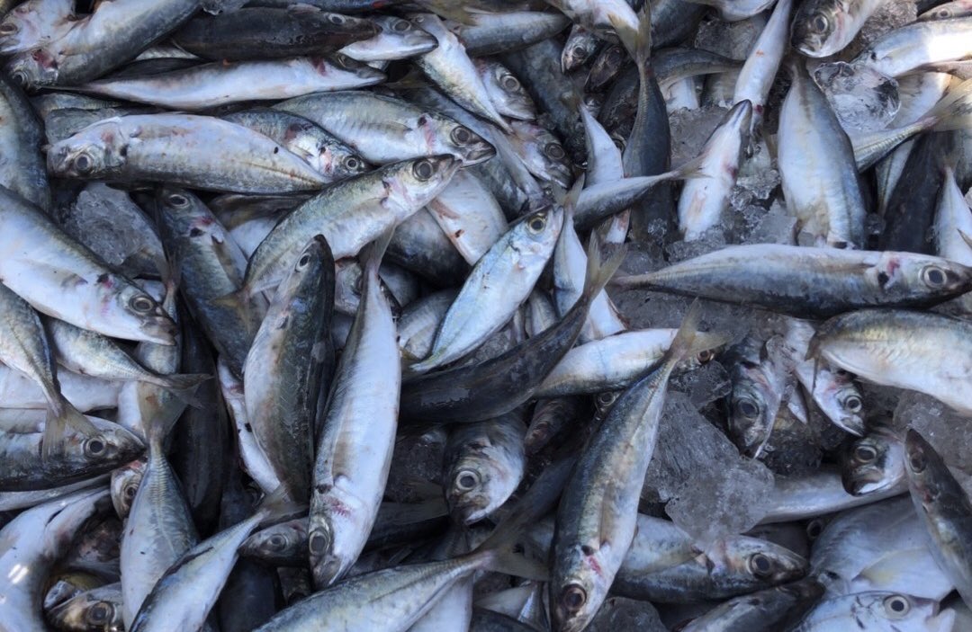 NKFISHMEAL's tweet photo. January 7, 2024 https://t.co/tlTLpLE75J