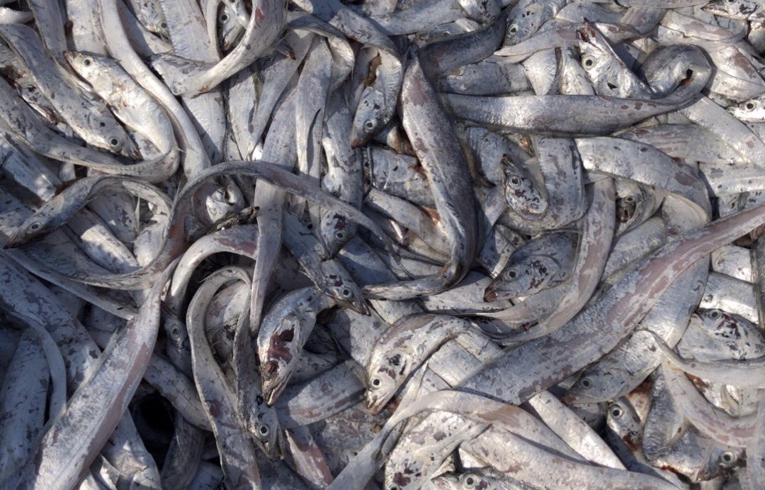 NKFISHMEAL's tweet photo. January 7, 2024 https://t.co/tlTLpLE75J