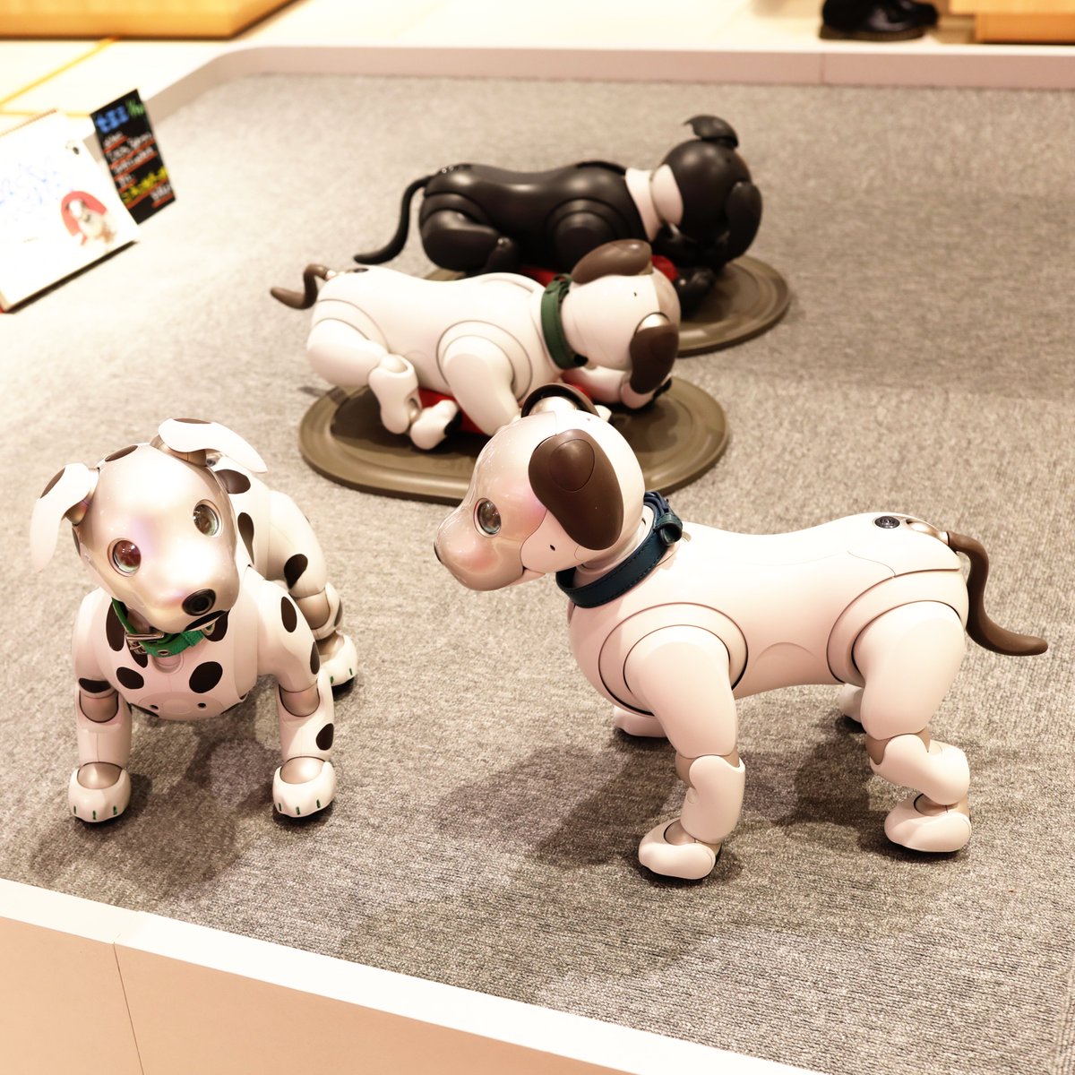 飼い主（買主）募集！愛犬AIBO（ナナちゃん） 飼い主（買主）募集！愛犬AIBO（ナナちゃん） dalmatian_aibo