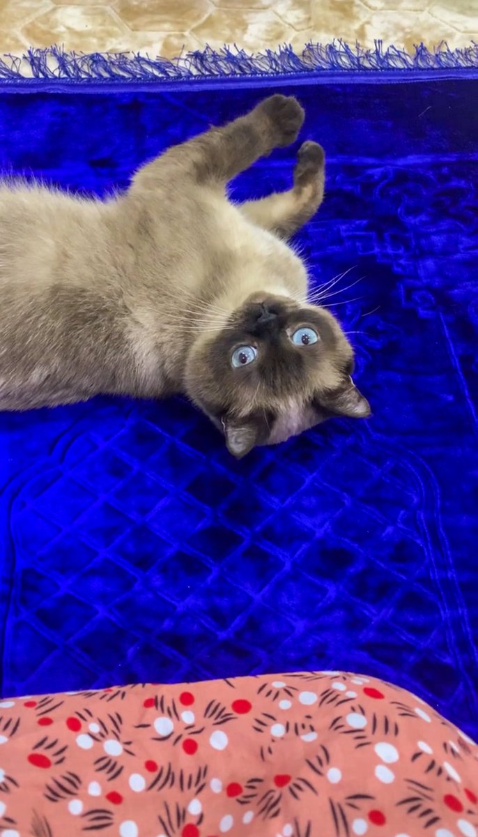 يعني الحين كيف اصلي؟😾