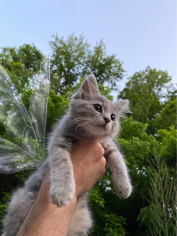 🌿🌼🧺 tweet media