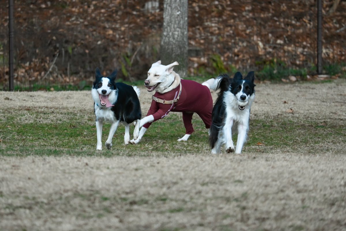 ドッグランいってきた