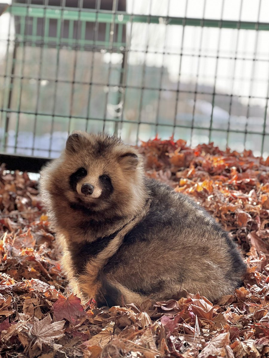北海道のたぬき。
#エゾタヌキ     #raccoondog
#モユクカムイ #今日のたぬき