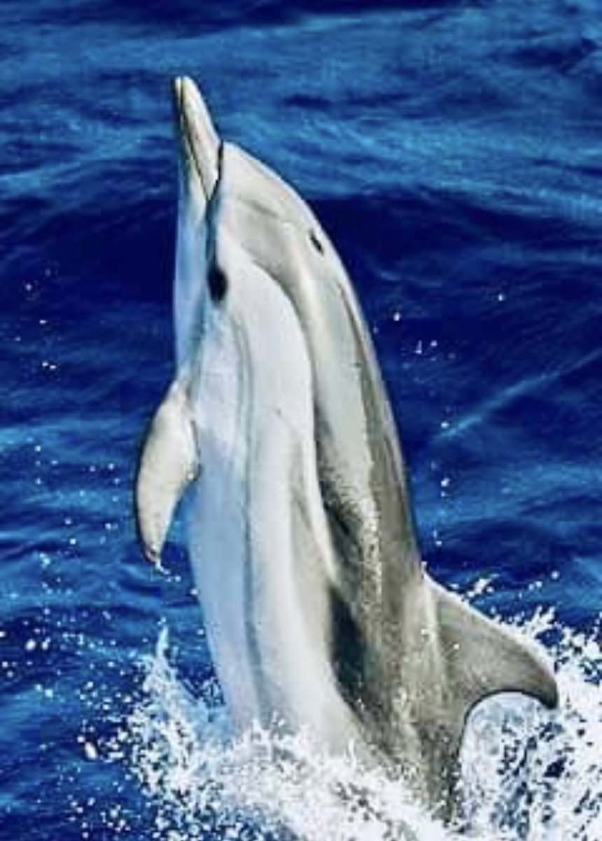 Janet ⓥ 🔥💧🐋🐬🐳🐨🦘🌱 tweet media