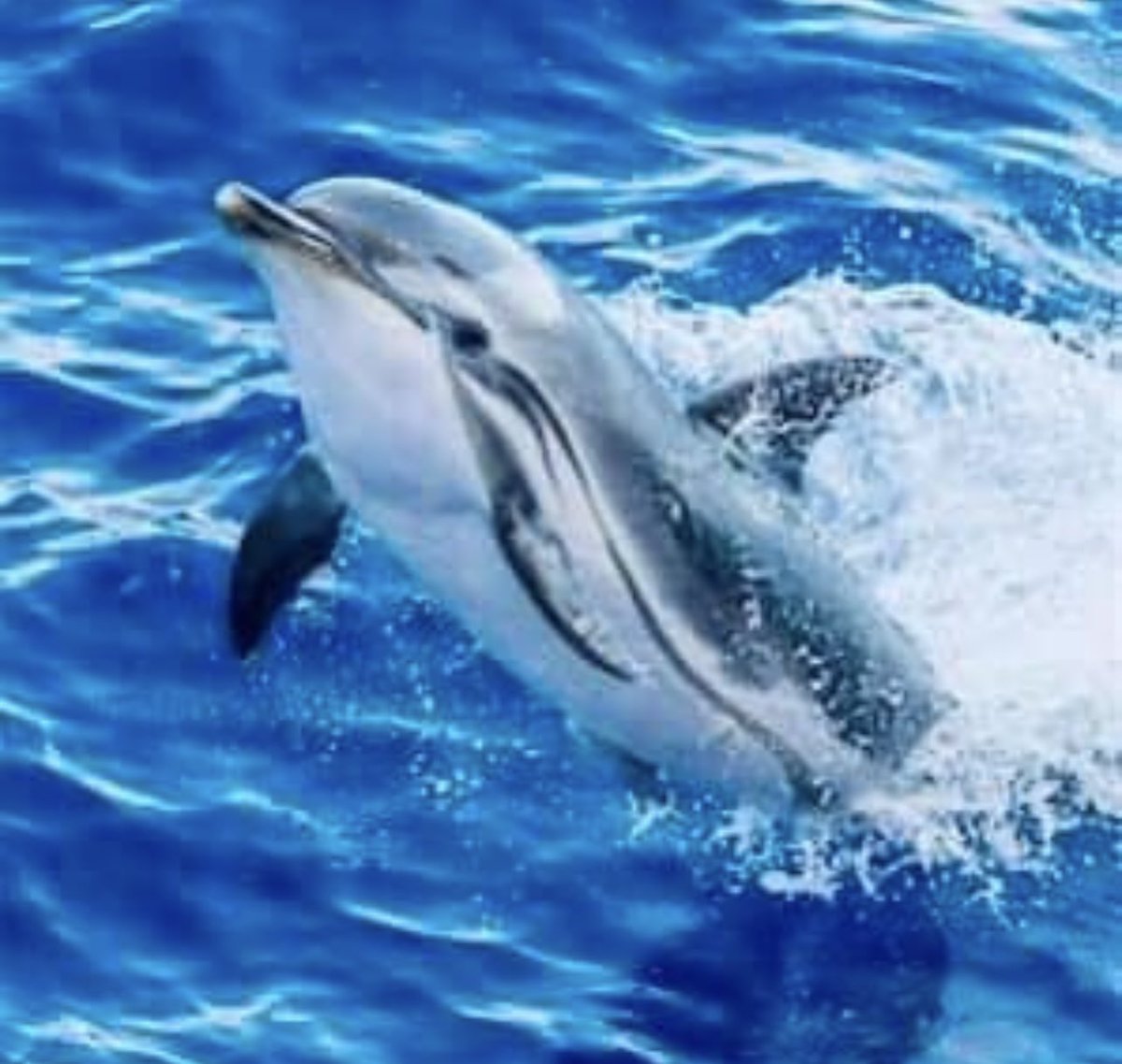 Janet ⓥ 🔥💧🐋🐬🐳🐨🦘🌱 tweet media