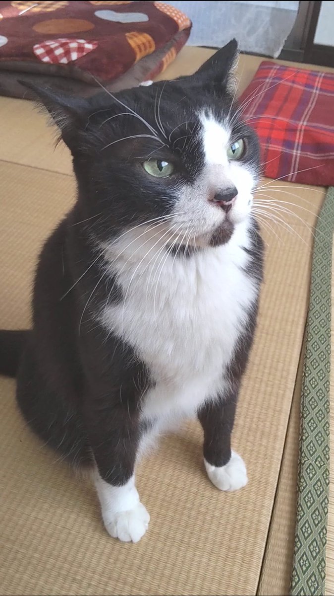 能登半島地震で猫が行方不明です。
帰省していた際に地震が起きて脱走したためこの猫は現地の土地勘がなく、家族全員金沢に避難していて輪島に行って探しに行くこともできません。

石川県輪島市鳳至町
顔にホクロがある　
長毛　12歳
名前はゆずです

見つけたら保護してくださいお願いします