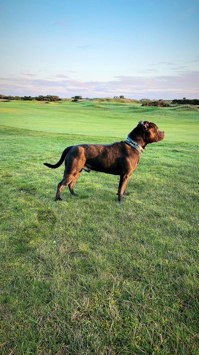 Goose deterrent 🪿🪿 <a href="/DogsOfTurf/">Dogs Of Turf</a>