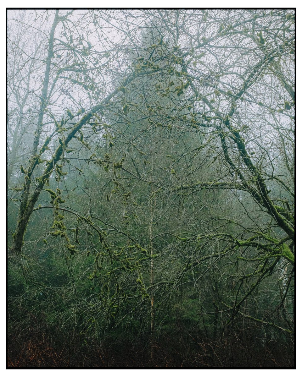 First batch of shots from 2024 🌲✨ #fujifilm