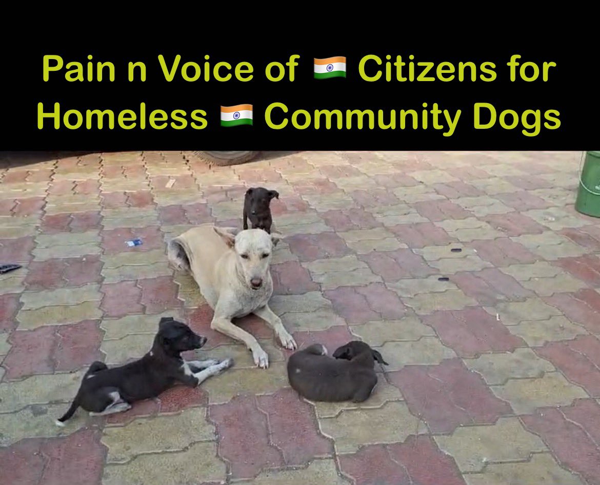 saumyabhatt19's tweet photo. PMji, @narendramodi ji
"आर या पार"
Its the Voice of Normal Citizen who can't n don't want to see Homeless 🇮🇳dogs starving, thirsty,beaten,kicked, poisoned.We want Solution as per #IndianCulture n Faith.Don't want to ACCEPT the venom,spitting by 🔵☑️ but want to spread ❤️
🧵👇🏻👇🏻 https://t.co/nTLBMIURBt