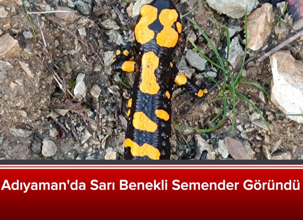 adiyamanses's tweet photo. Adıyaman’da Türk semenderi olarak da bilinen ‘sarı benekli’ semender görüldü.
https://t.co/H5YMAQIkc7
#adıyaman #semender https://t.co/83VaveN88w
