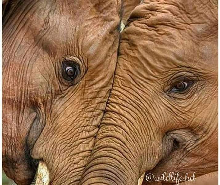 ChrisSand20's tweet photo. โฅ๏ธEvery day is my
๐ #WorldElephantDay
๐ #2024YearOfTheElephant
๐ #ElephantTwitter #ElephantX
๐ #LetAfricaLive ๐
๐ธ ยฉ wildlife hd https://t.co/izSdfiidcO