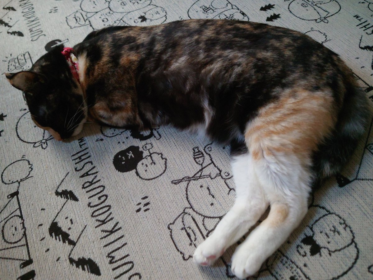 sed0922's tweet photo. 11連休が明日で終わりますがわさびのお陰で幸せな年末年始でした
#サビ猫 #保護猫 #ねこのいる幸せ #名前はわさびです https://t.co/O4oIitqZgz