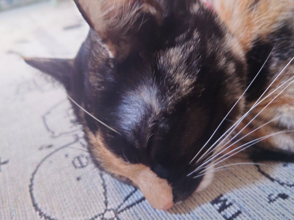 sed0922's tweet photo. 11連休が明日で終わりますがわさびのお陰で幸せな年末年始でした
#サビ猫 #保護猫 #ねこのいる幸せ #名前はわさびです https://t.co/O4oIitqZgz
