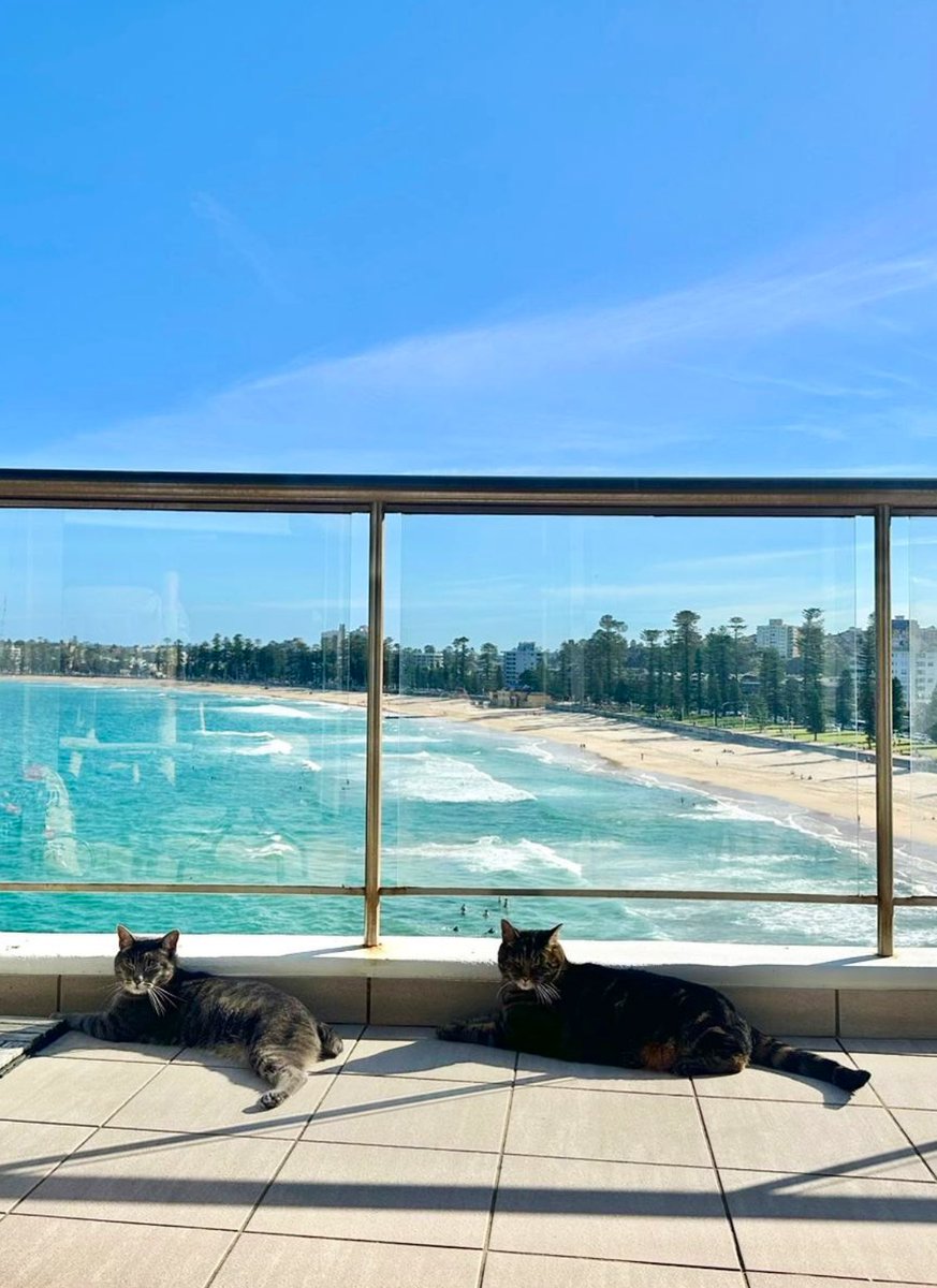 Our ‘free’ views of beautiful Manly beach😍with 2 sweet kitties for company. We’re Housesitting for 6 months along Sydney Northern beaches and this was our first 2 week Sit - how cool is this location above the beach! Thanks to @Housesitting #HappyCaturday #housesitters #Sydney