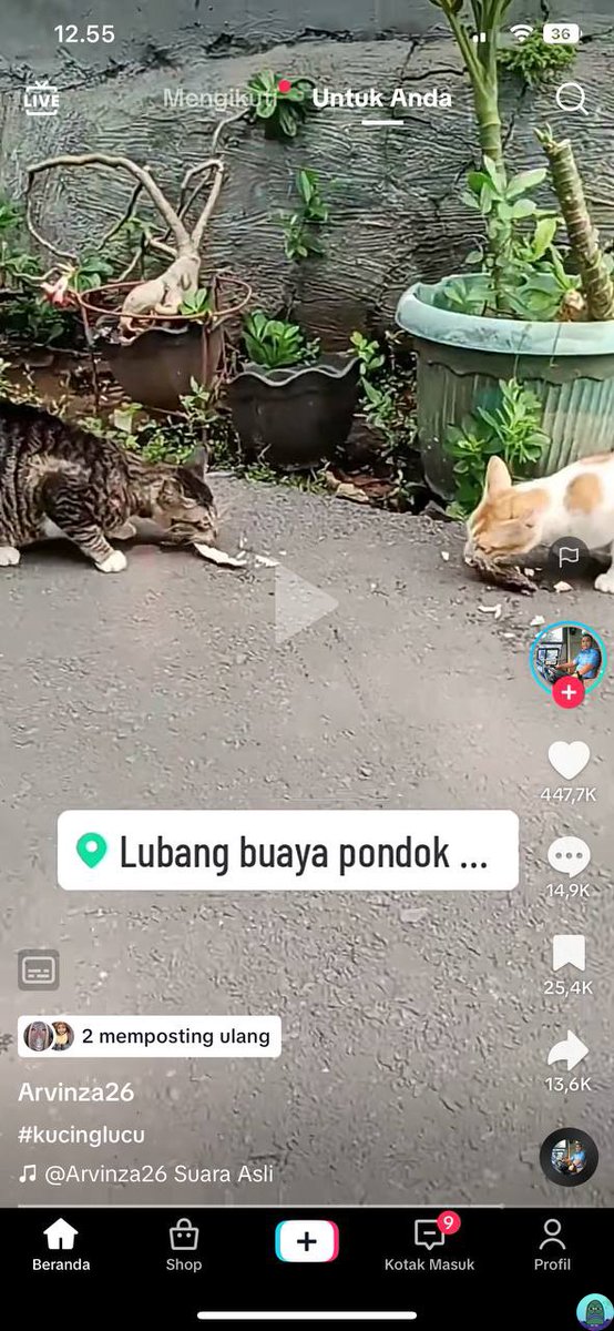 💚 ketawa bgt liat ini nder😭😭, jadi ada kucing lagi berantem terus di sogokin sama ikan dan berakhir mereka makan bareng😔