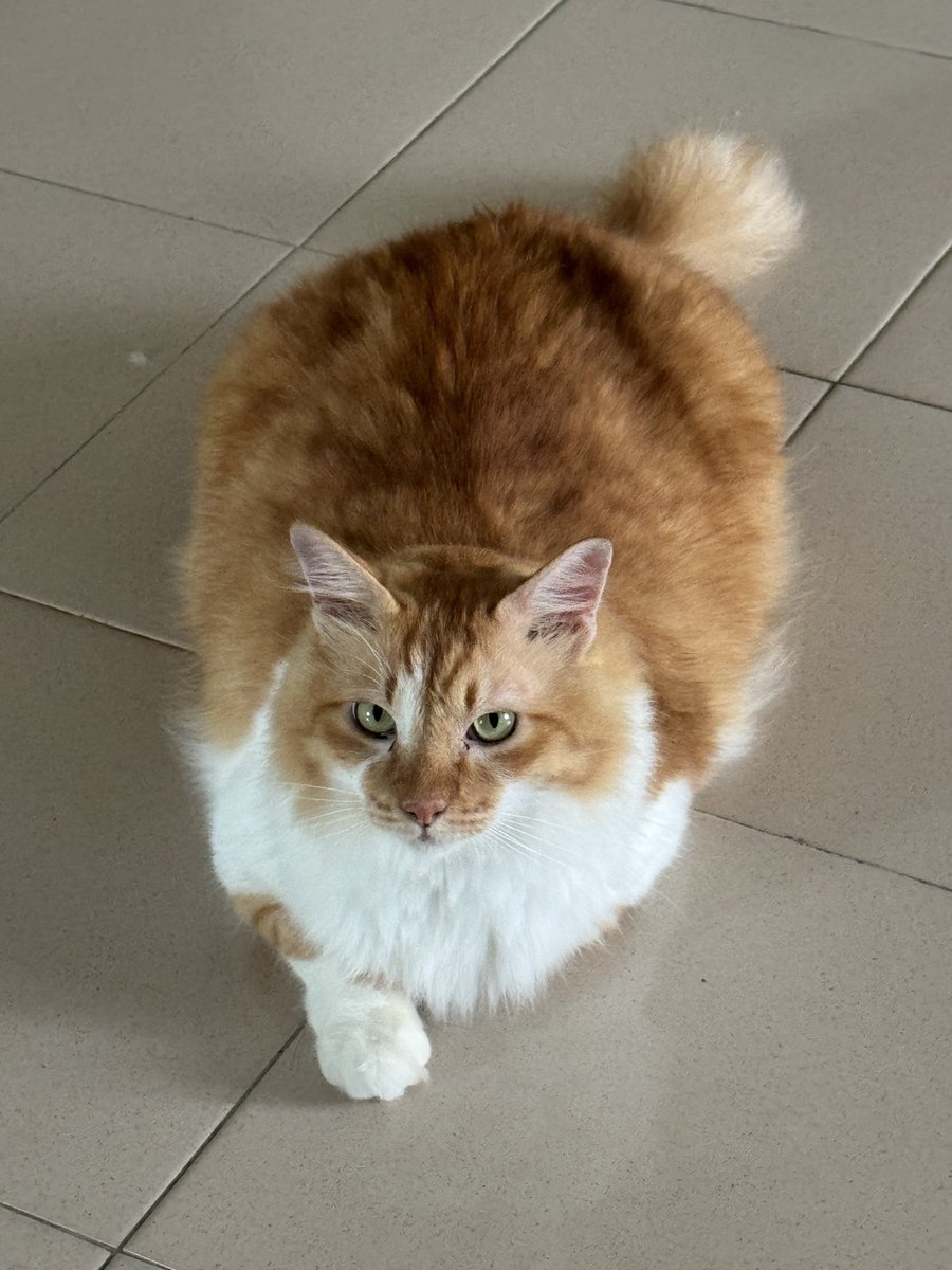 fgrbrt's tweet photo. Wey mana anggota badan yang lain? #loafcheck https://t.co/WYcYnm6fEU