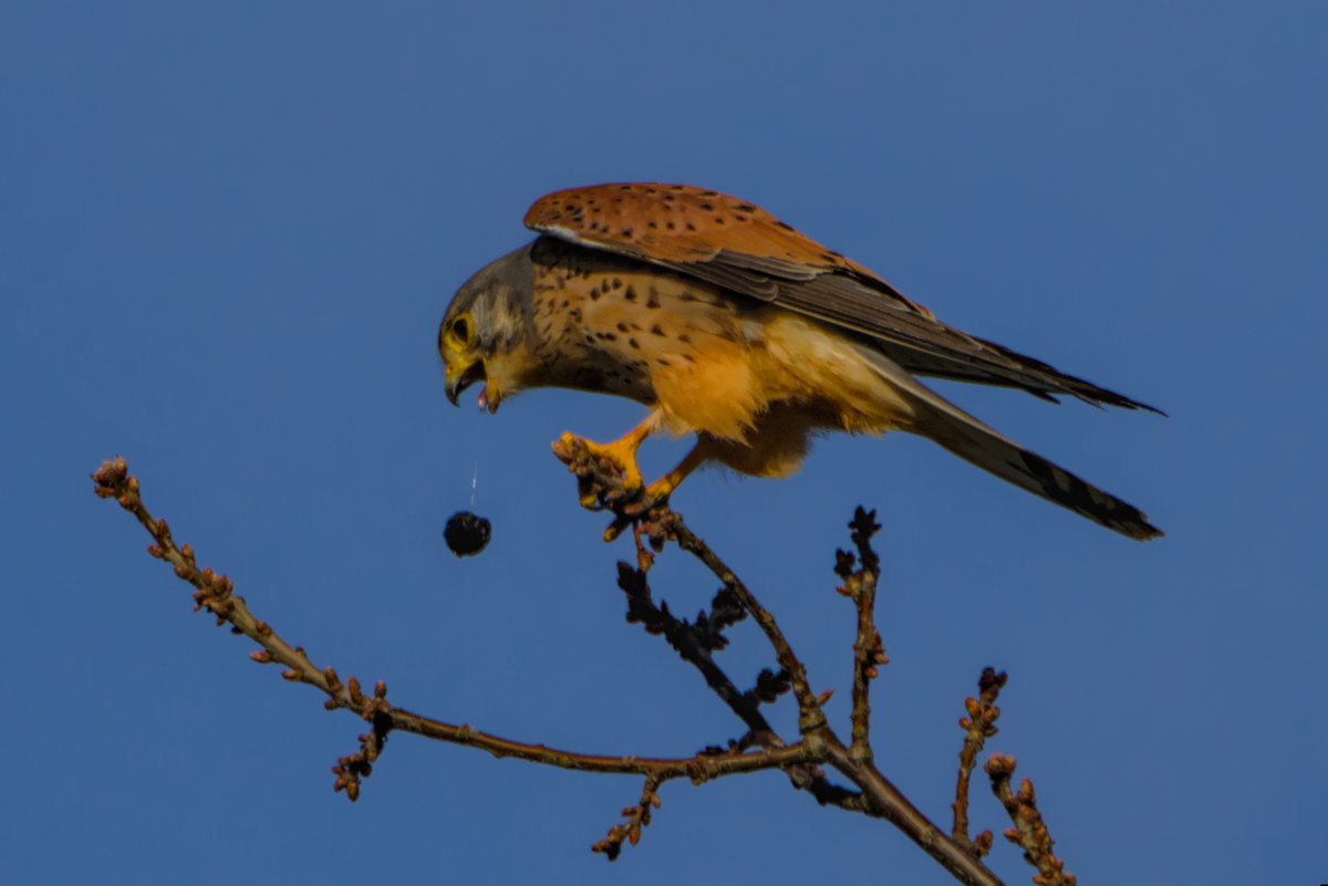 I'm seeing kestrel quite frequently in recent weeks. Yesterday I caught a behaviour I'd not witnessed before - a kestrel expelling a pellet to get rid of indigestible bones. fur etc.  Presumably a sign that it had eaten well earlier.
#UKbirds #UKwildlife #birding