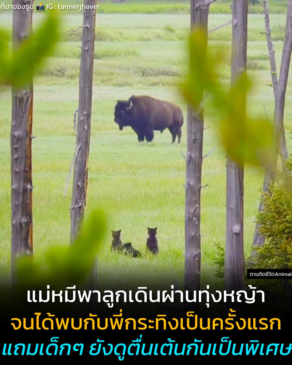 AnimalFW_TH's tweet photo. ช่างภาพสัตว์ป่าได้บันทึกภาพที่แม่หมีกำลังพาลูกของเธอเดินลัดทุ่งหญ้า และบังเอิญเจอเข้ากับกระทิงป่าตัวหนึ่ง ไม่รู้ว่านี่เป็นครั้งแรกที่แกงค์ลูกหมีหรือไม่ แต่ดูเหมือนว่าพวกเด็กๆ จะสนอกสนใจกันเป็นพิเศษ 

หลังจากที่ลุกขึ้นยืนดูพี่กระทิงเสร็จ พวกน้องก็รีบเดินตามคุณแม่อย่างใกล้ชิด

เรียบเรียง 🖋️ แอดเพา
ที่มาของรูป 📸 IG : tannerjhaver