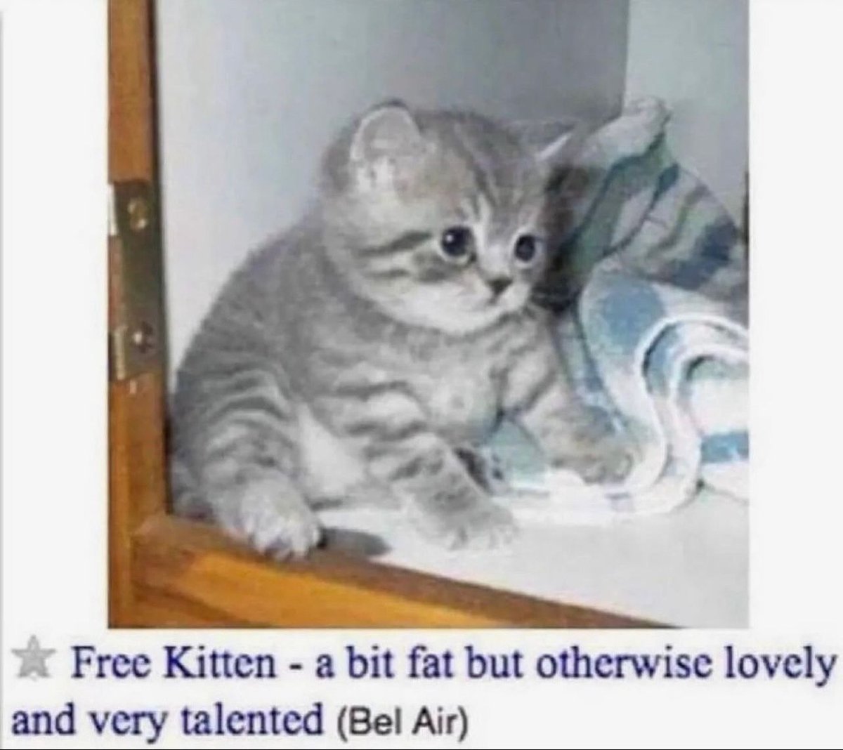 PostsOfCats's tweet photo. https://t.co/mwz7i6boMW