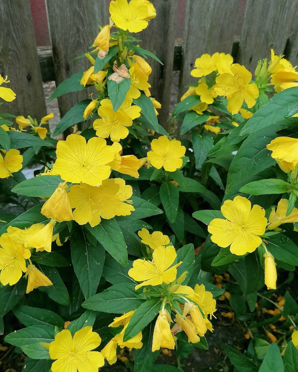 GuideToRomania's tweet image. Waiting for spring! [buff.ly/44amYZL] #DraculaLand #Romania #nature #flower #beautifulflower