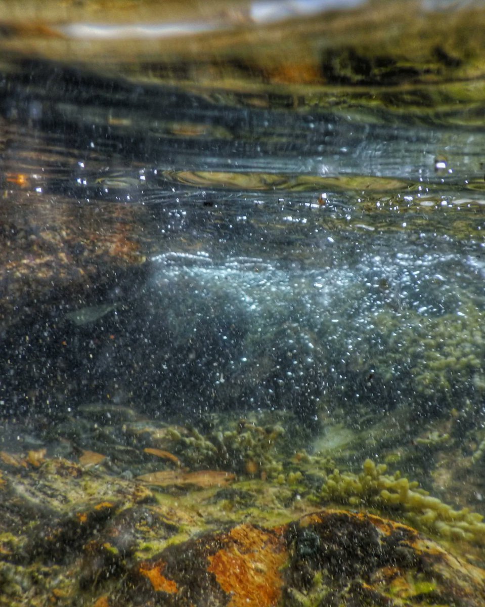 Rock pool wanders...