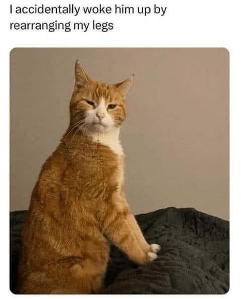 #funny #cats #cat #Trending #TrendingNews