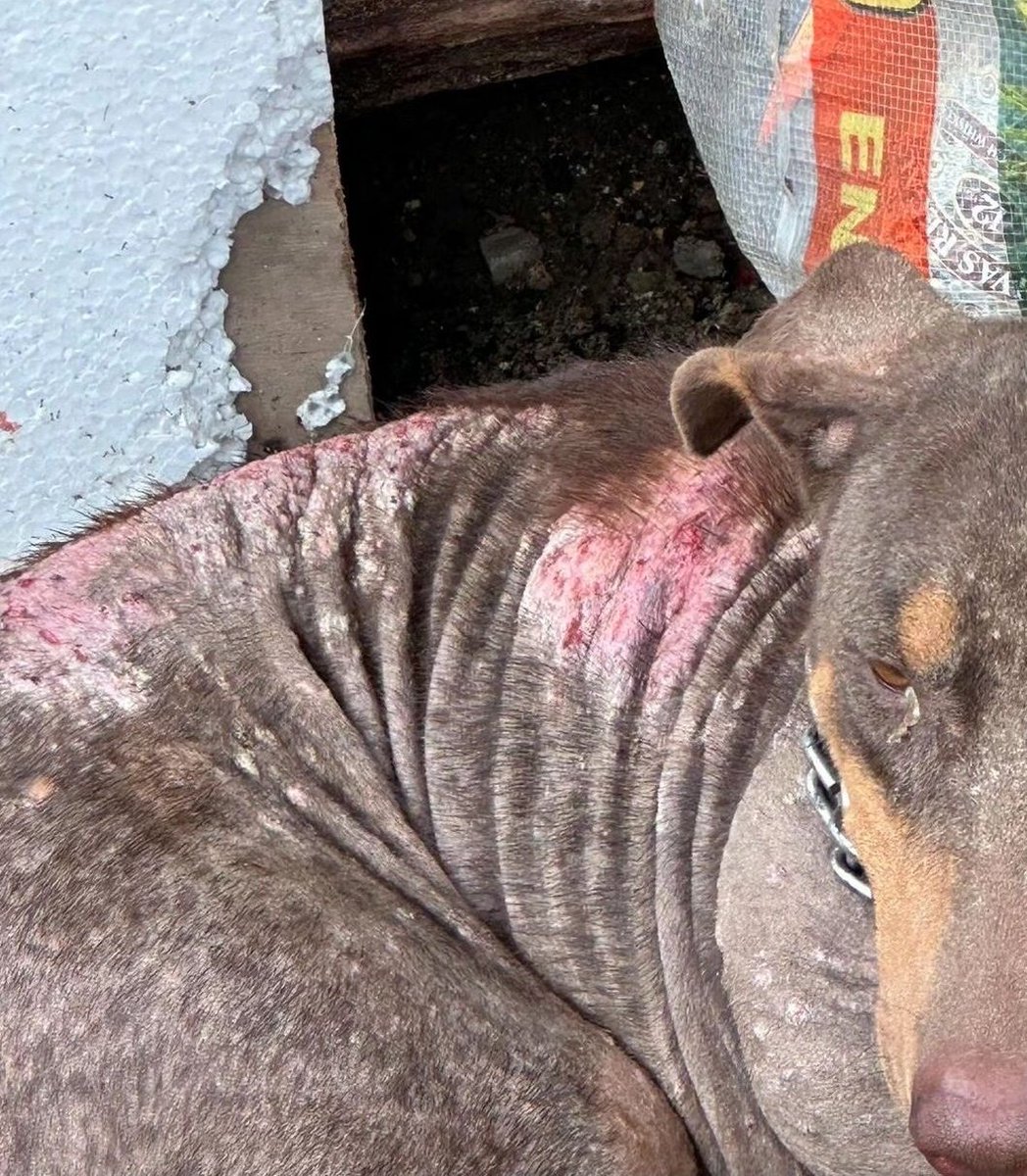 SalvandPatitas's tweet photo. Este caso (por la entrada de la 8, #Guayaquil) nos tiene consternados, está herida, con problemas de piel, lagaña, es usada para reproducción 🙈 y pasa encadenada del cuellito 💔 No la entregan por lo que se puso denuncia y se necesita acción de entidades @belimoli @GyeResponde https://t.co/WcCzMnC1Rn