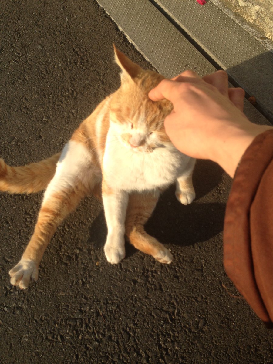 MizuriUrou's tweet photo. @antiquelabarum 実家の近くにいた
地域猫さん

人懐っこくて道路のど真ん中に
寝転ぶほど危機感のない子でした https://t.co/DAGqkApBoL