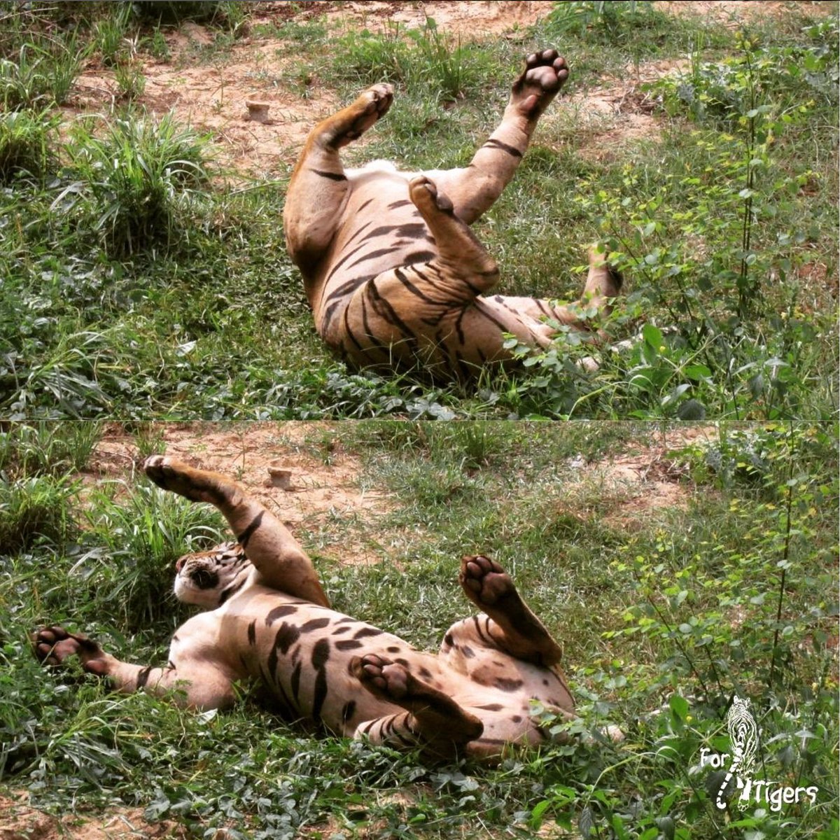 ForTigersOrg's tweet image. #LazySunday meets #SundayFunday!