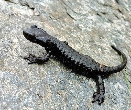 Nicola_Bressi's tweet photo. FUTURO SCURO PER LE SALAMANDRE NERE
La Salamandra Di Lanza (Salamandra lanzai) vive solo alle alte quote di una piccola zona fra Italia e Francia.
Come tutte le specie legate a microclimi freschi e umidi, la minacciamo col nostro #InquinamentoClimatico :
https://t.co/WHdhzr0I8q https://t.co/MV3Wq2uYkH