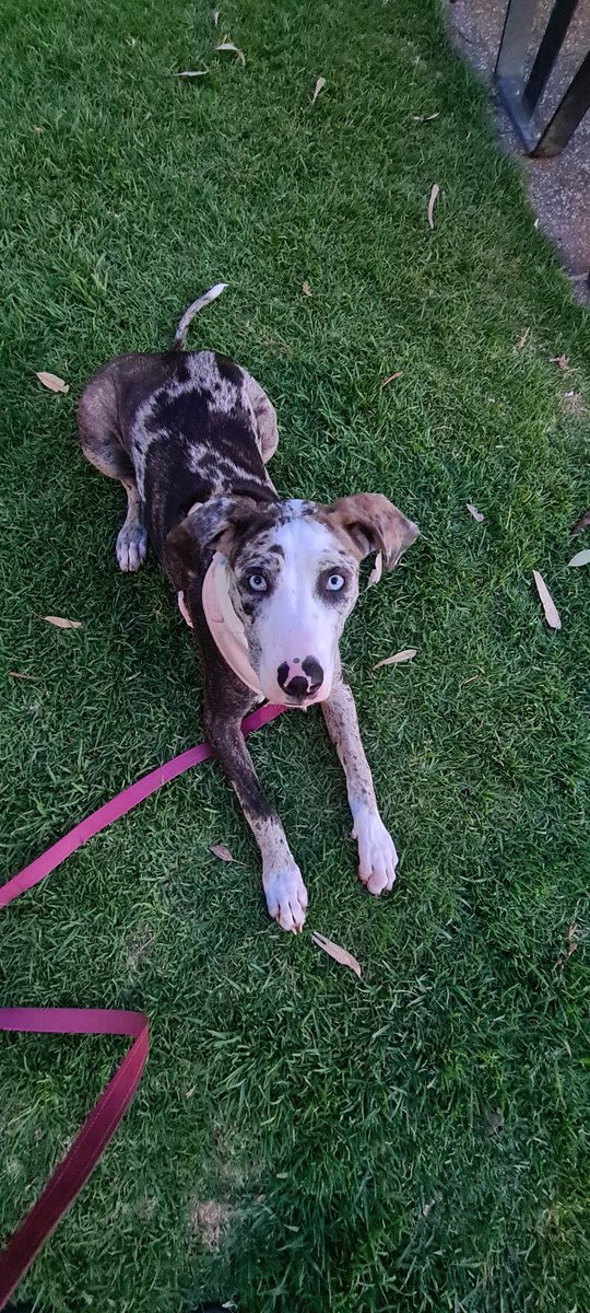 FREEDOM_FAMM's tweet photo. @DogLovers03 Our 6 month old rescue, she has been such a blessing. My 6 year old and her have the sweetest bond. https://t.co/kEFk3TLaw0