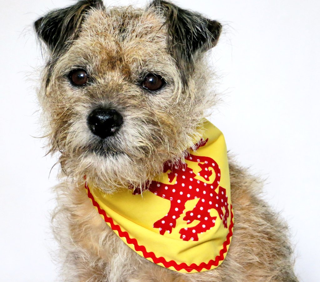 misheleneous.etsy.com 🏴󠁧󠁢󠁳󠁣󠁴󠁿 Burns Night is the 25th of January so let your pet celebrate in style in one of Whiskey's 'fun with flags' dog bandanas. Choose from Scottish Saltire or Lion Rampant designs 🐶 #MHHSBD #etsy #EarlyBiz