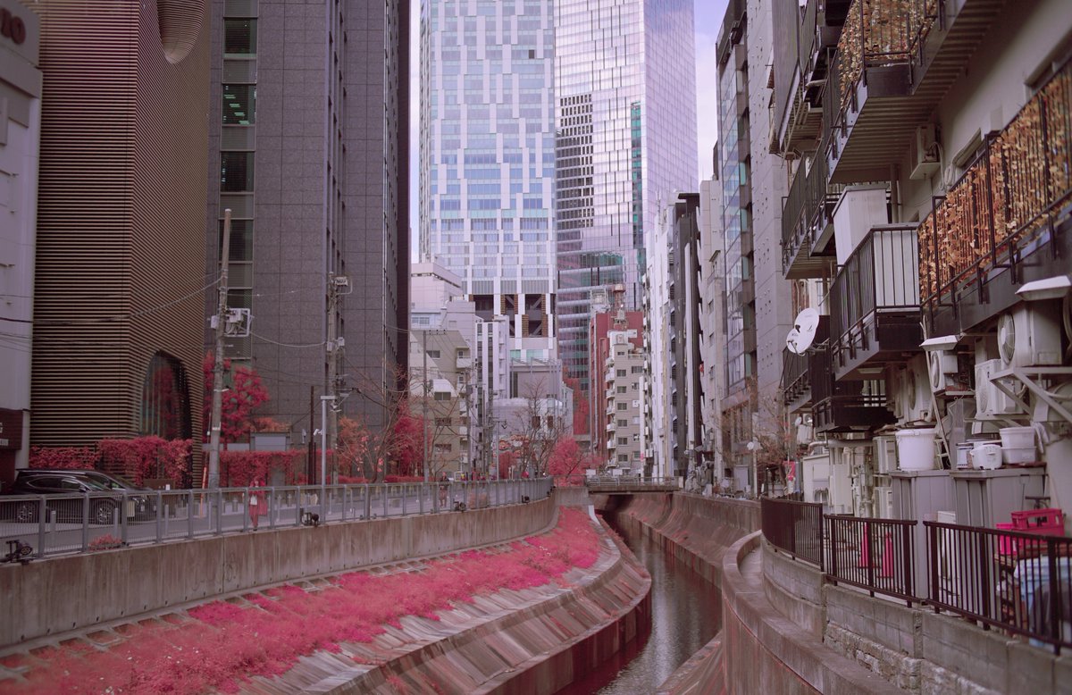 k_photo_tokyo's tweet photo. #snap
α7s full spectrum #pentax DA40mm/2.8 #infrared #infraredphotograph #赤外線写真 #IRChrome https://t.co/5uQhlbidII
