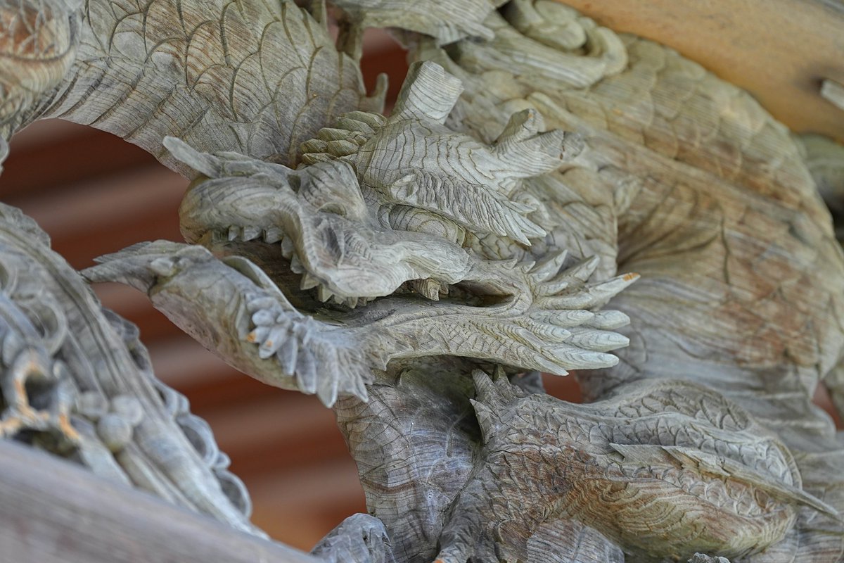 okurayama_denta's tweet image. 今年の干支は辰🐲は架空の生き物ですが...
実は、正体は「象」🐘
昔の人は、状態の良い化石が未知の動物「龍」に見えたとか😳
龍（というか象）の歯は人間より26本少ない計6本‼️ただ、奥歯は5回も生え変わる。
ヒトの永久歯は1回きり🦷　歯を大切にするには定期健診が大切です☺️
#歯科健診