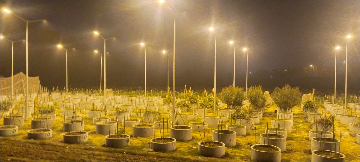 Kuldeep Tripathi (@kuldeeppgr) on Twitter photo Crop wild Relatives of #Lathyrus, #Triticum, #Lens, #Pisum are flourishing well even during shorter days at upgraded CWR Garden facility of <a href="/INbpgr/">ICAR-NBPGR</a> #Pusa Farm. Crop wild Relatives of #Lathyrus, #Triticum, #Lens, #Pisum are flourishing well even during shorter days at upgraded CWR Garden facility of <a href="/INbpgr/">ICAR-NBPGR</a> #Pusa Farm.