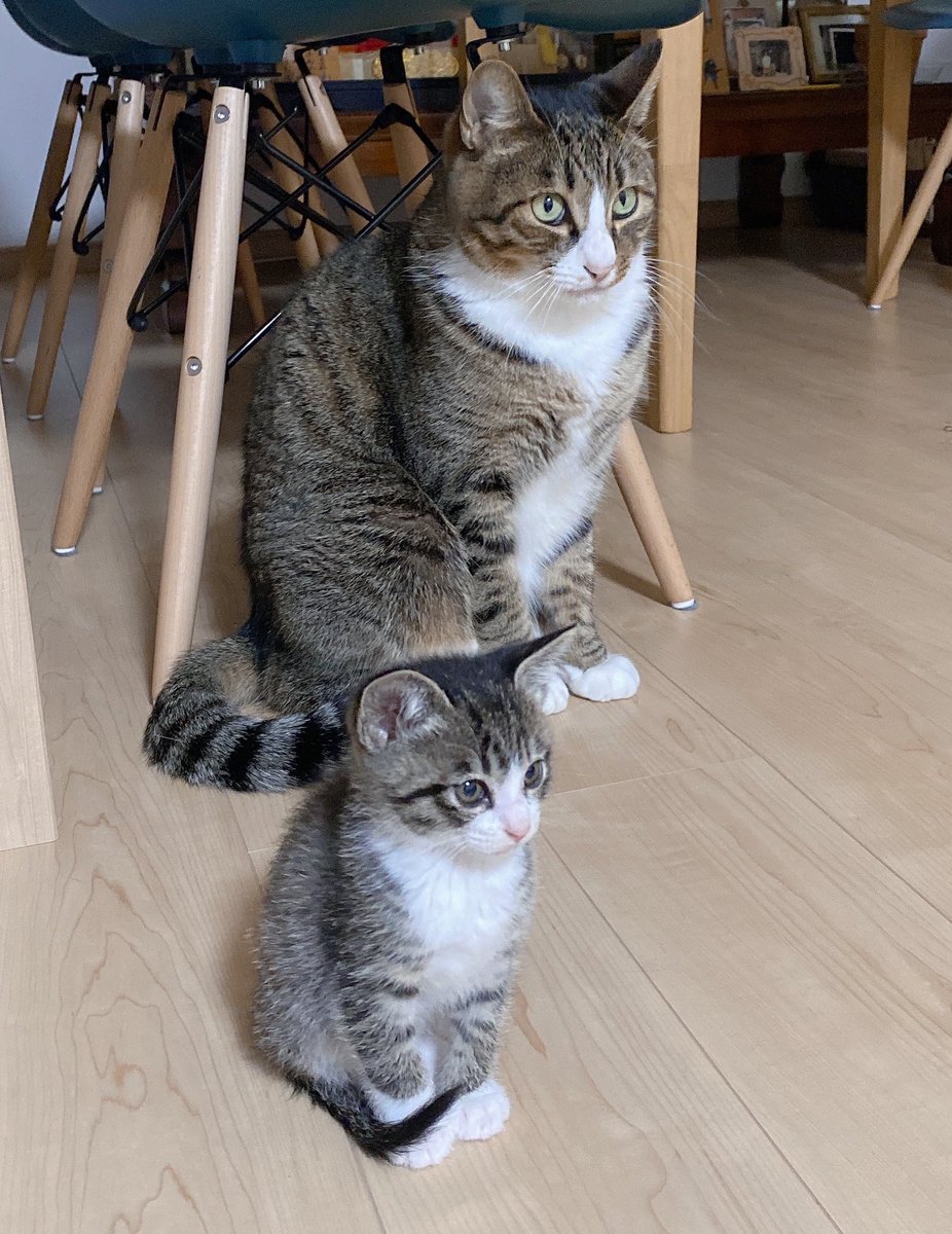 동물짤 모으는 말랭이 tweet media