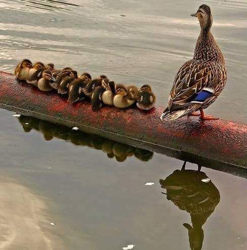 jaingurug's tweet photo. #cute #Familylove #photograghy #NatureBeautiful #sundayvibes https://t.co/Z5LLRqtqUg