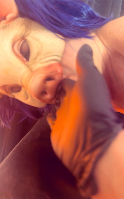 Piggy cock dribble . Ew! Good jobs pigs eat anything https://t.co/sEjcBRbzIP https://t.co/9DSYc90i2X