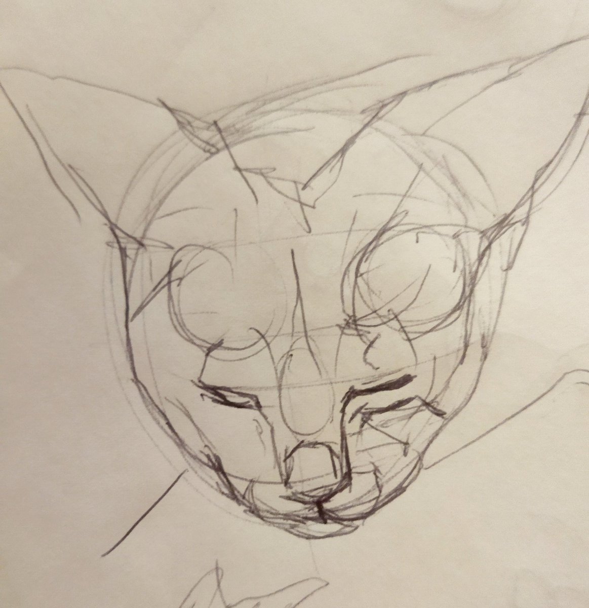 TheDaysIdeas's tweet photo. Sketching my cat. https://t.co/iX4Th5bE5a