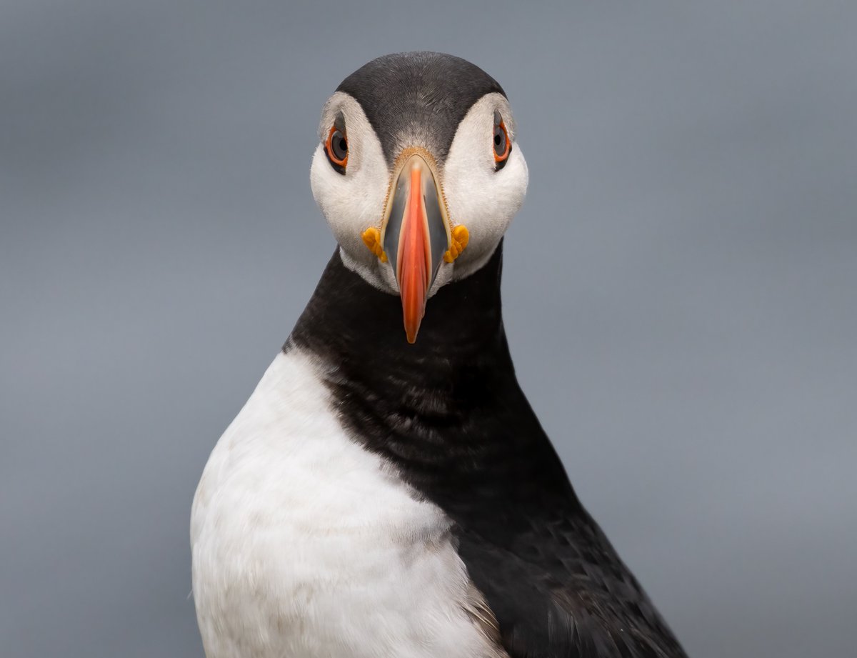 The eyes have it.
Puffin, Treshnish Isles
@SteelySeabirder #SuperSeabirdSunday