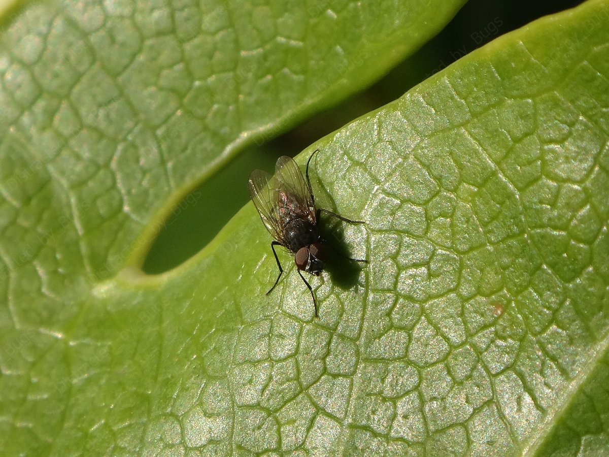 by_bugs's tweet photo. These curious and resolute male root maggot flies roosted in a large group on a warm winter day.
#fly #rootmaggotfly #anthomyiidae #pegoplata #diptera #insect #maleflies #smallflies #cuteflies #flybehaviour #insectbehaviour #nature #winter #wildlifephotography #naturephotography https://t.co/AlChq16jG2